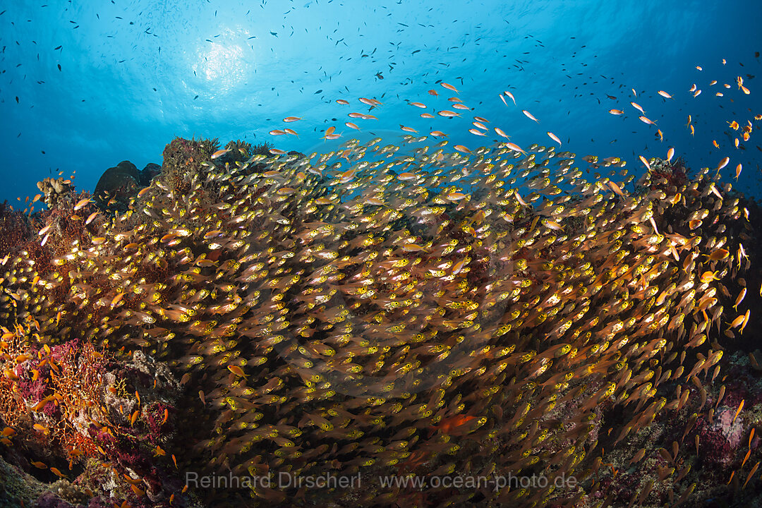 Glasfische bilden Schwarm, Nord Ari Atoll, Indischer Ozean, Malediven