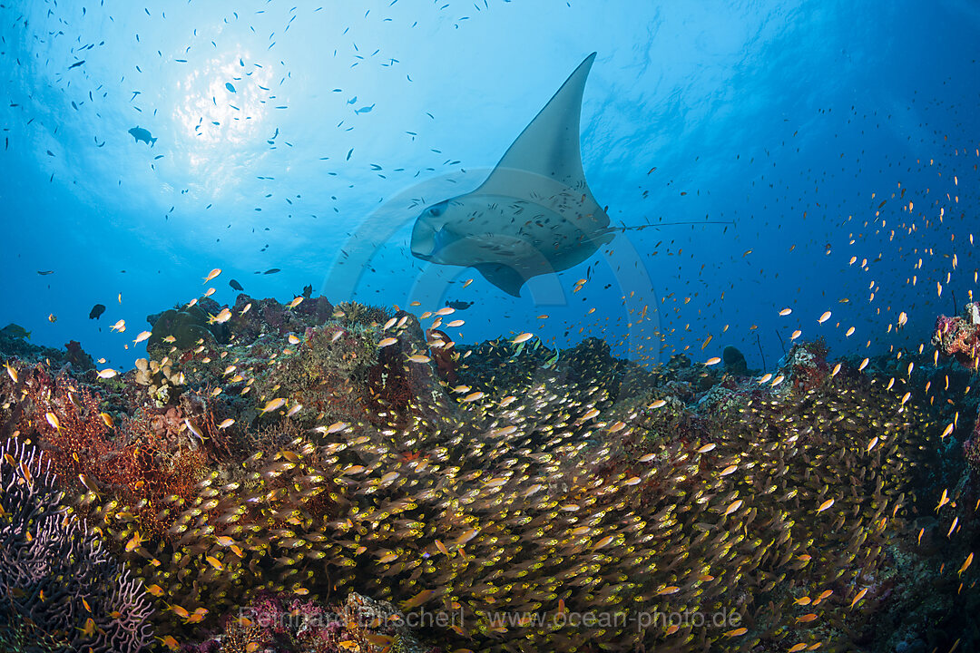 Reef Manta over Shoal of Glassy Fish, Manta alfredi, North Ari Atoll, Indian Ocean, Maldives