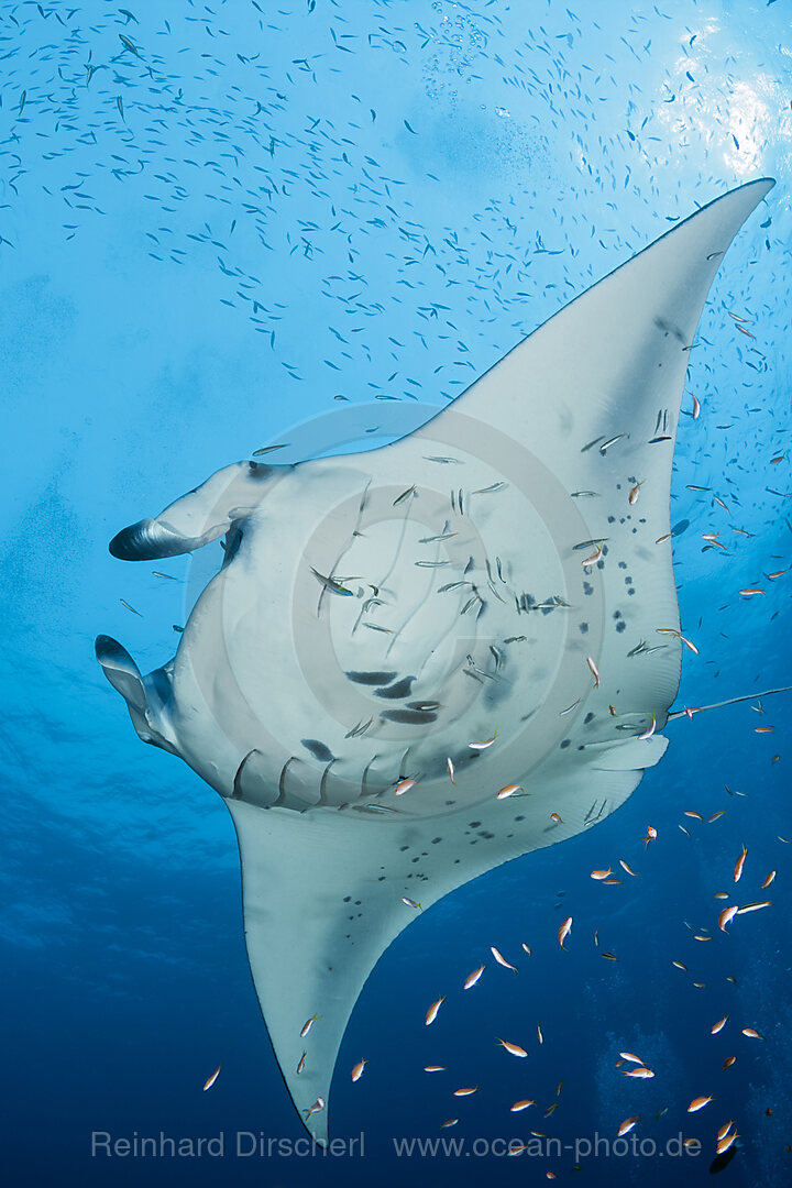 Riff-Manta, Manta alfredi, Nord Ari Atoll, Indischer Ozean, Malediven