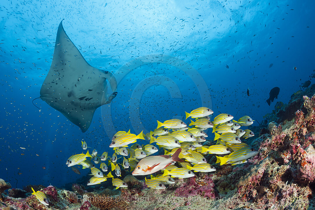 Reef Manta Ray, Manta alfredi, North Ari Atoll, Indian Ocean, Maldives