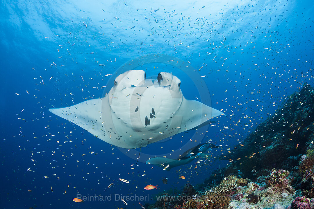 Riff-Manta, Manta alfredi, Nord Ari Atoll, Indischer Ozean, Malediven