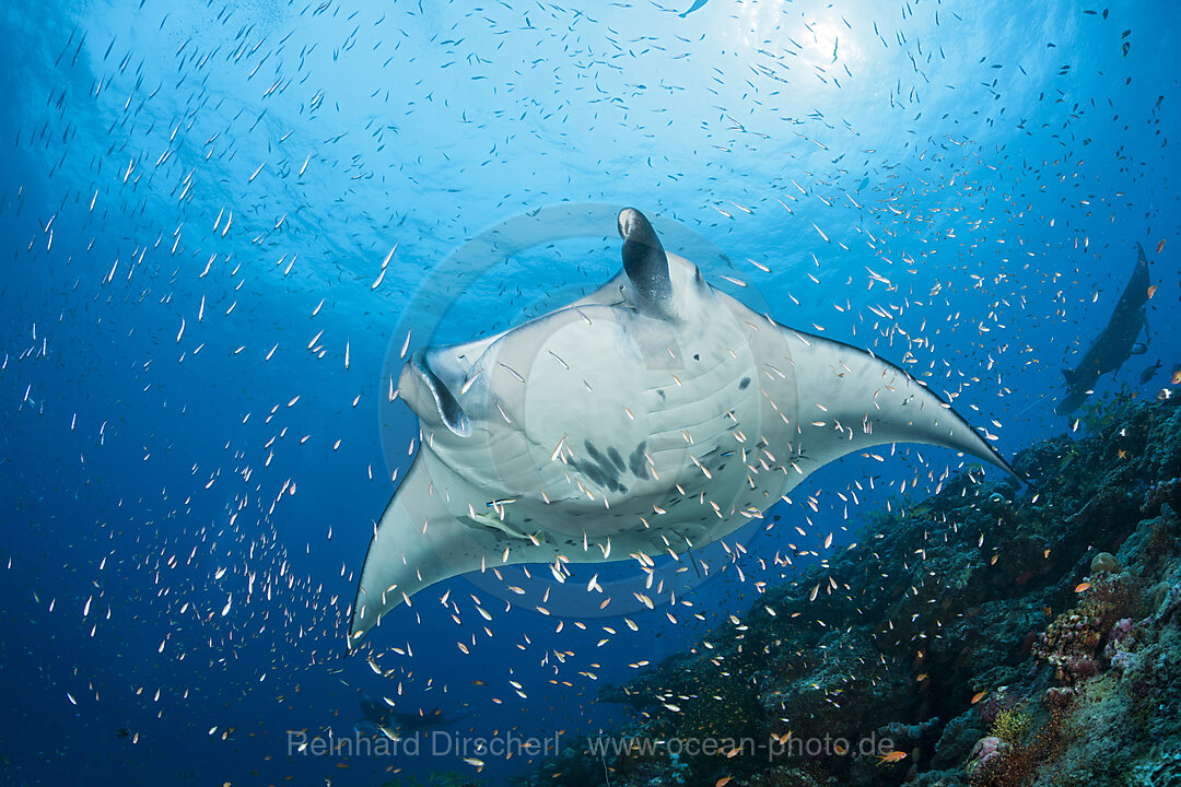 Riff-Manta, Manta alfredi, Nord Ari Atoll, Indischer Ozean, Malediven