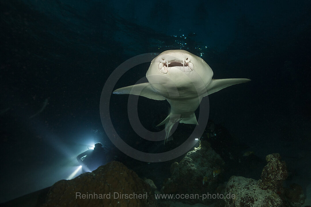 Ammenhaie in der Nacht, Nebrius ferrugineus, Felidhu Atoll, Indischer Ozean, Malediven