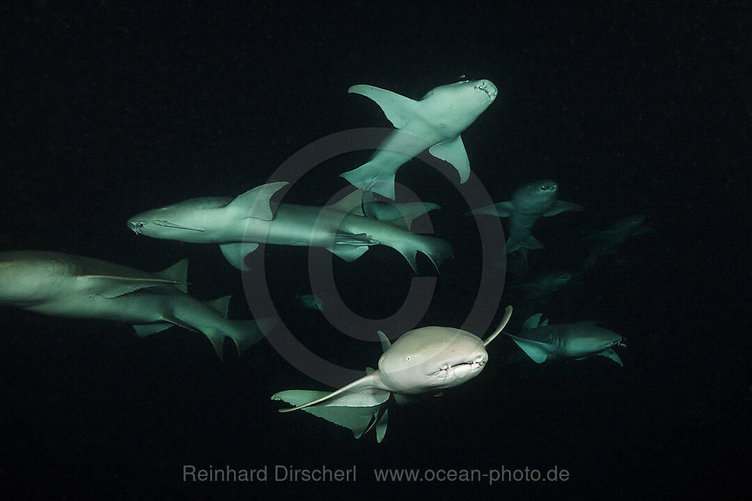 Ammenhaie in der Nacht, Nebrius ferrugineus, Felidhu Atoll, Indischer Ozean, Malediven