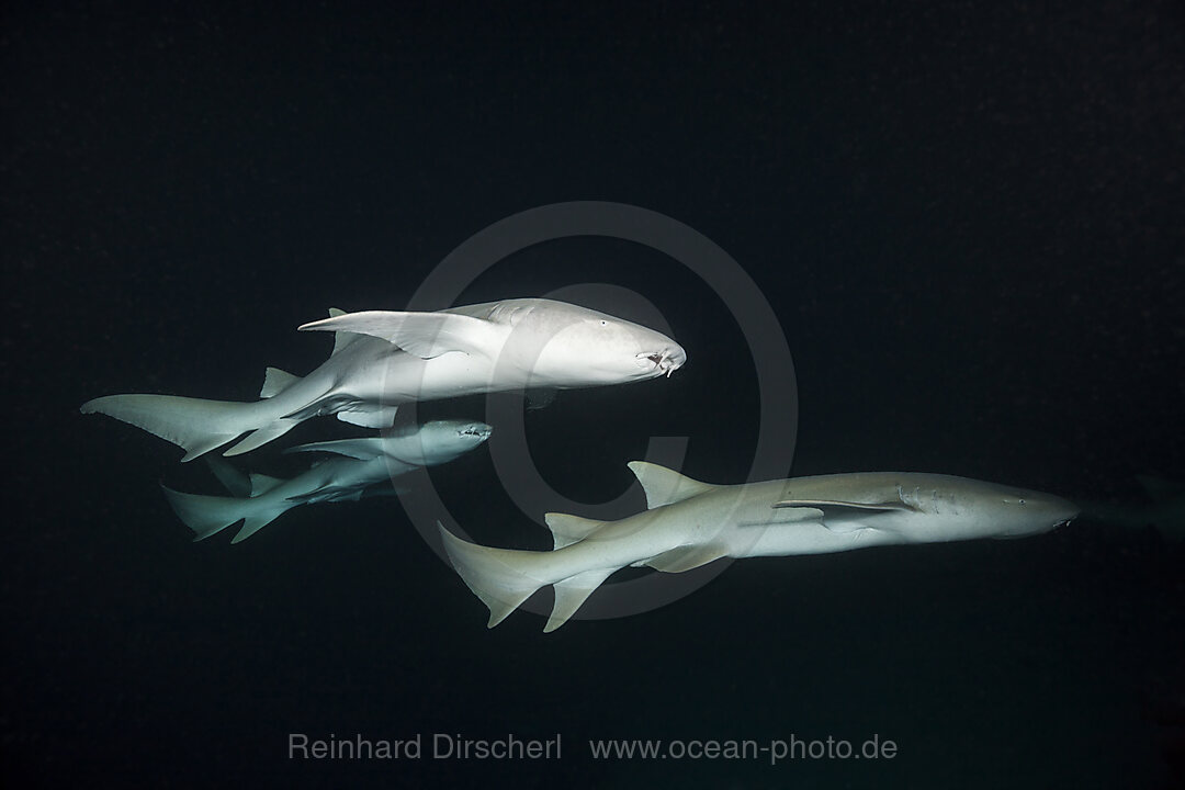 Nurse Shark at Night, Nebrius ferrugineus, Felidhu Atoll, Indian Ocean, Maldives