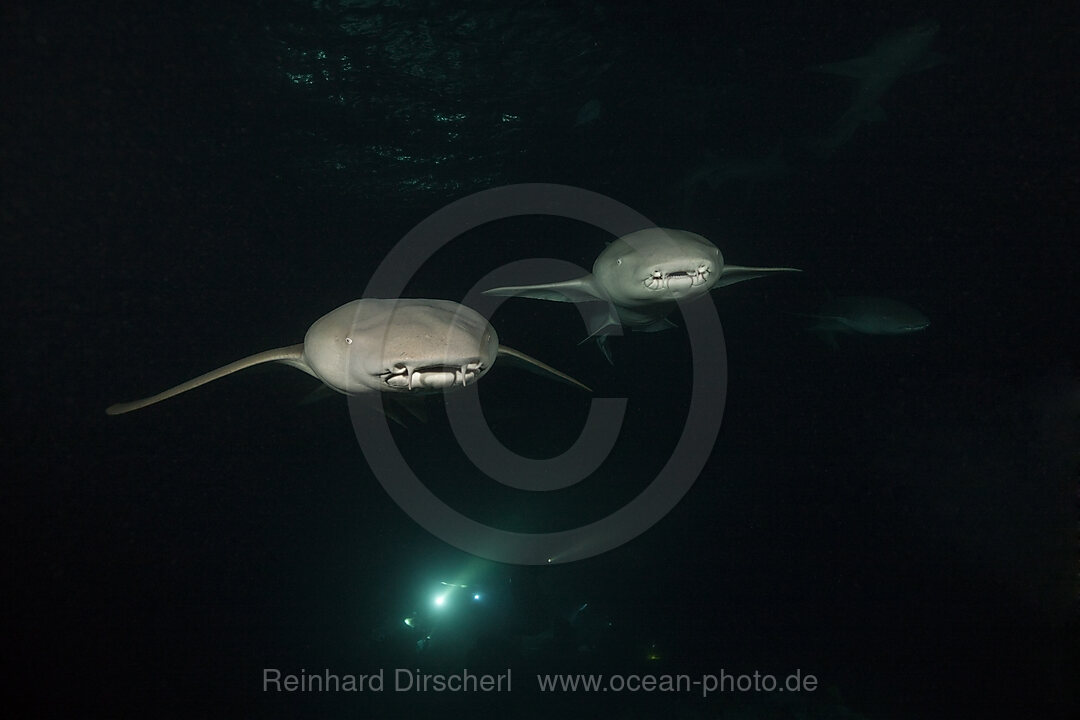 Nurse Shark at Night, Nebrius ferrugineus, Felidhu Atoll, Indian Ocean, Maldives