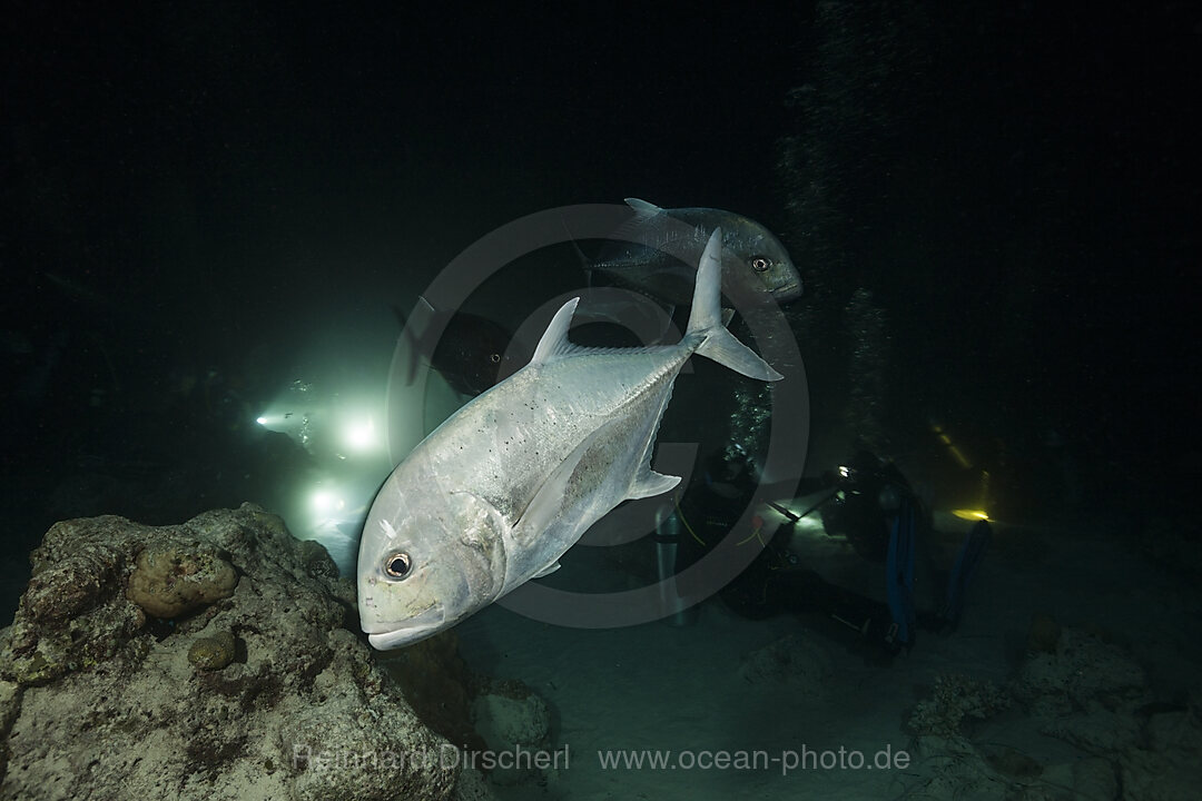 Bigeye Trevally hunting at Night, Caranx sexfasciatus, Felidhu Atoll, Indian Ocean, Maldives