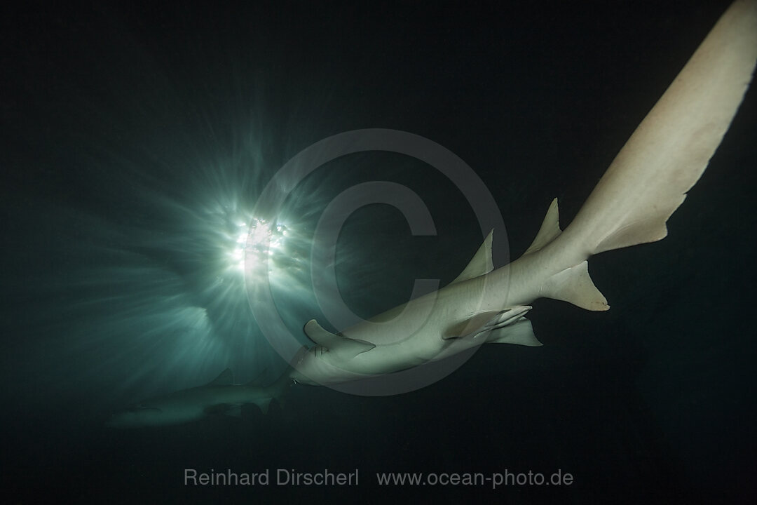 Ammenhaie in der Nacht, Nebrius ferrugineus, Felidhu Atoll, Indischer Ozean, Malediven