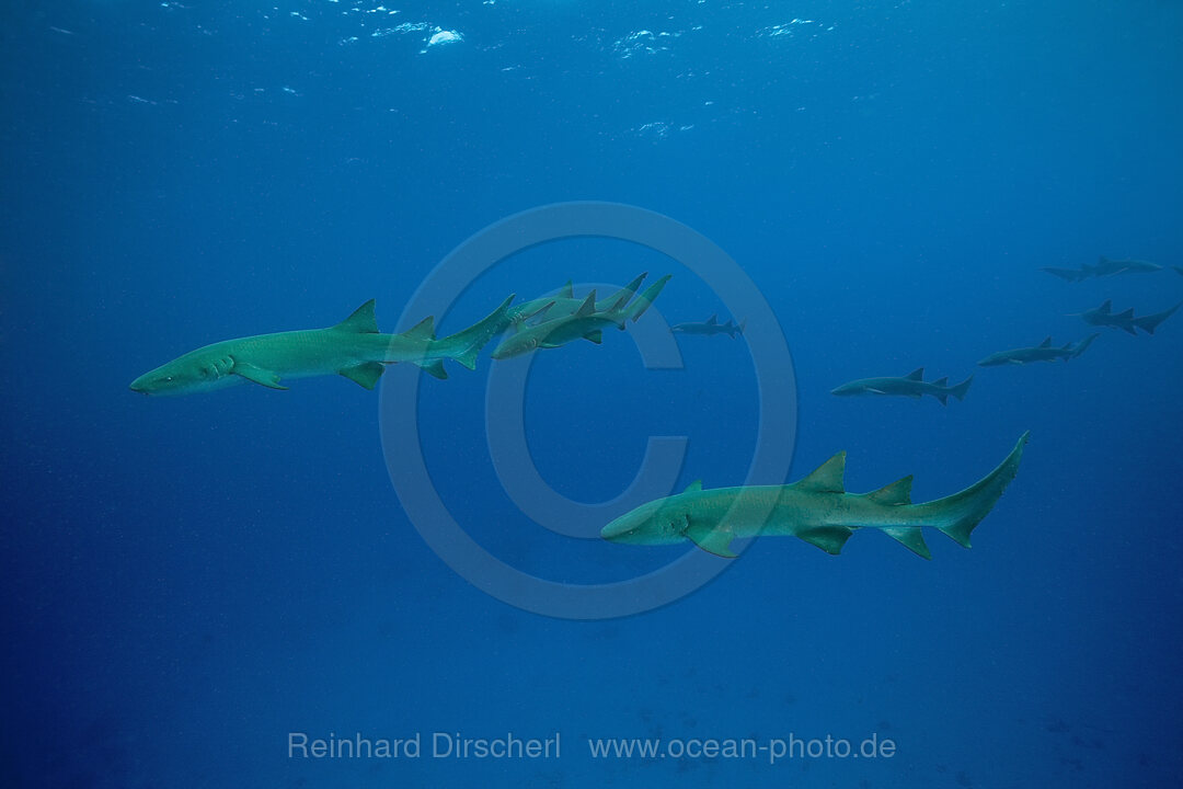 Nurse Shark, Nebrius ferrugineus, Felidhu Atoll, Indian Ocean, Maldives
