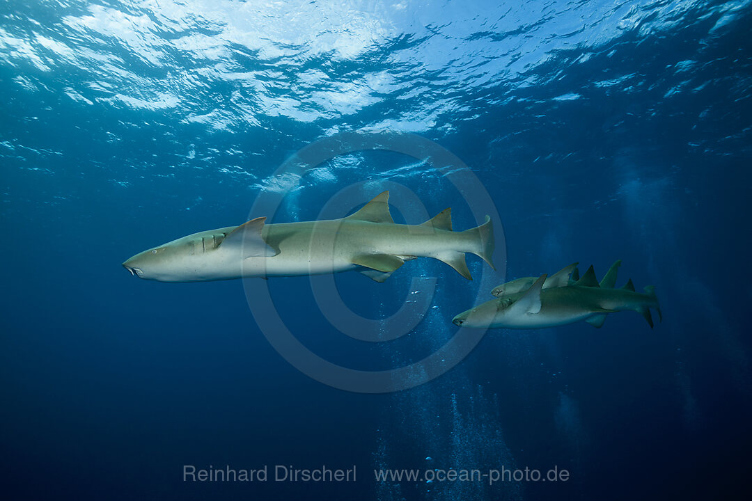 Ammenhaie, Nebrius ferrugineus, Felidhu Atoll, Indischer Ozean, Malediven