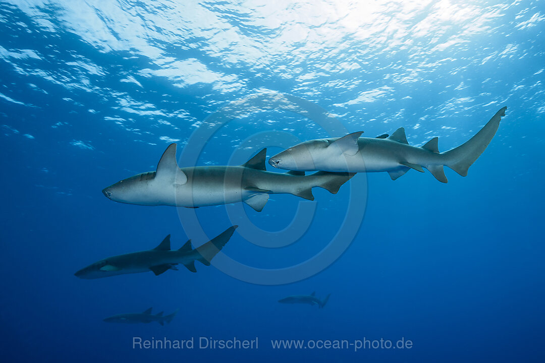 Nurse Shark, Nebrius ferrugineus, Felidhu Atoll, Indian Ocean, Maldives