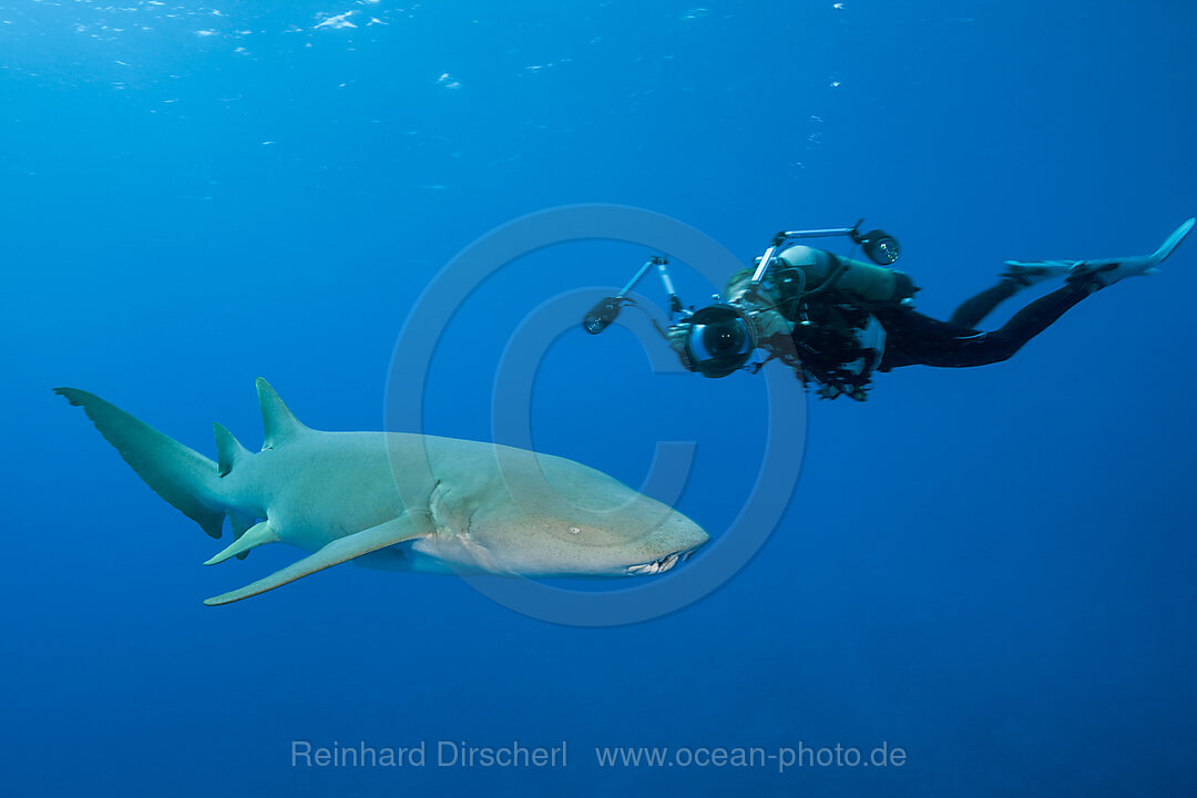 Scuba Diver and Nurse Shark, Nebrius ferrugineus, Felidhu Atoll, Indian Ocean, Maldives