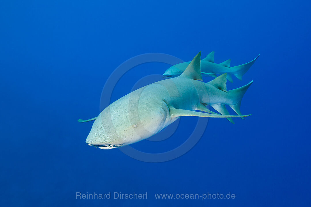 Ammenhaie, Nebrius ferrugineus, Felidhu Atoll, Indischer Ozean, Malediven