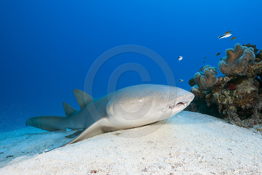 Ammenhai, Nebrius ferrugineus, Felidhu Atoll, Indischer Ozean, Malediven