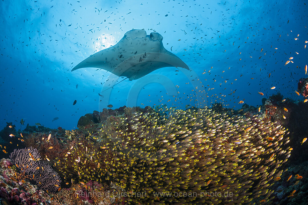 Riff-Manta ueber Glasfisch-Schwarm, Manta alfredi, Nord Ari Atoll, Indischer Ozean, Malediven