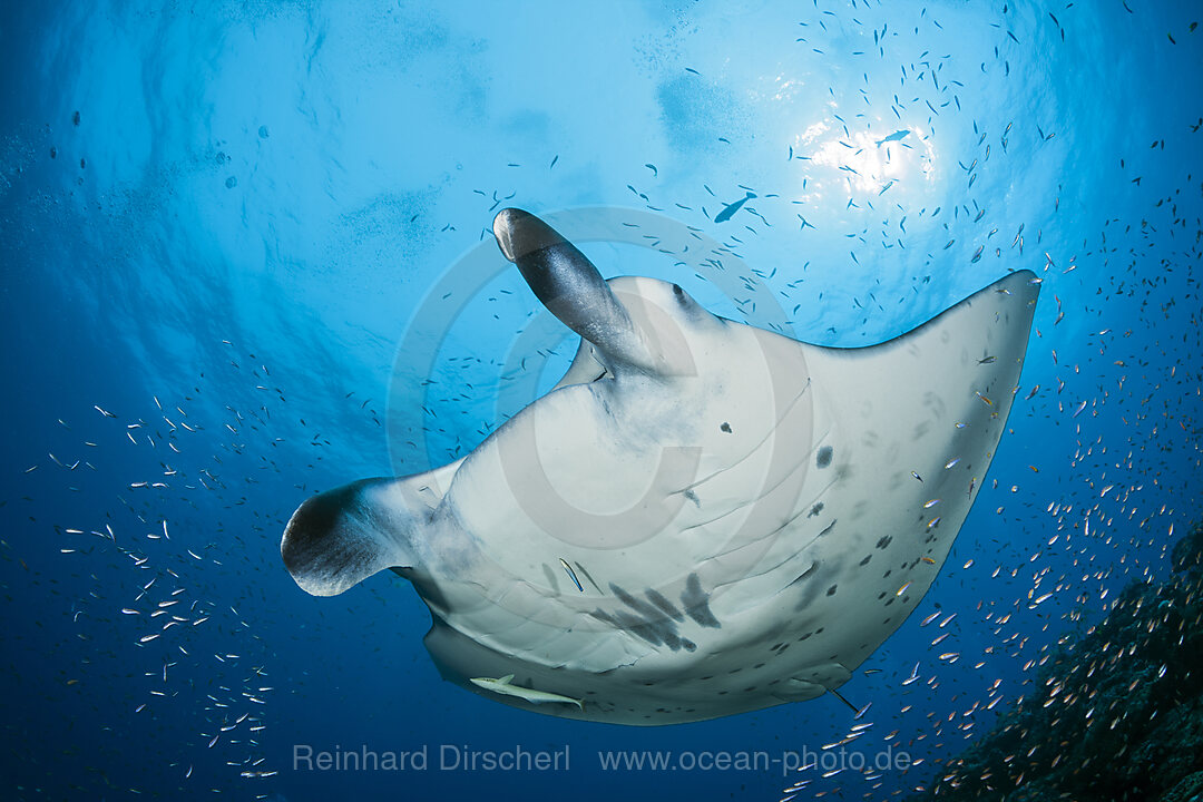 Riff-Manta, Manta alfredi, Nord Ari Atoll, Indischer Ozean, Malediven