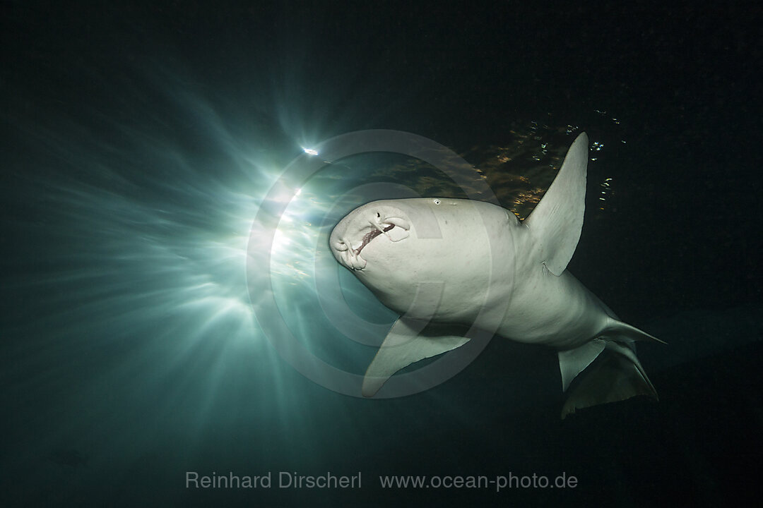 Ammenhai in der Nacht, Nebrius ferrugineus, Felidhu Atoll, Indischer Ozean, Malediven