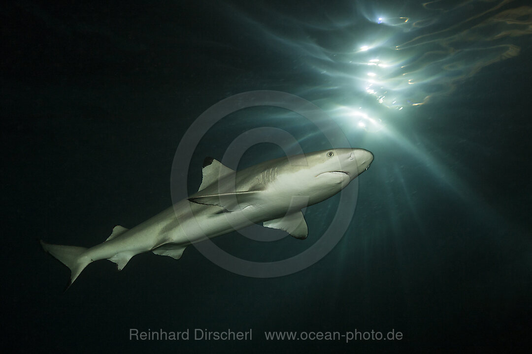 Blacktip Reef Shark, Carcharhinus melanopterus, Felidhu Atoll, Indian Ocean, Maldives