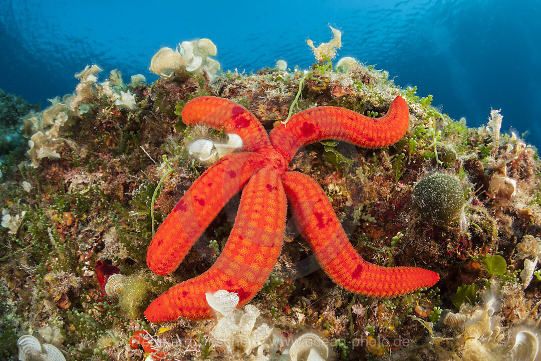 Purple Starfish, Echinaster sepositus, Vis Island, Mediterranean Sea, Croatia
