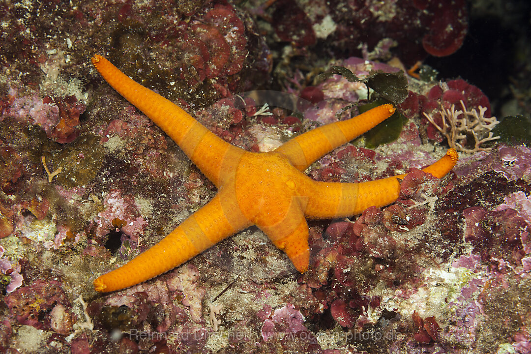 Purpur-Seestern mit nachwachsendem Arm, Echinaster sepositus, Insel Vis, Mittelmeer, Kroatien