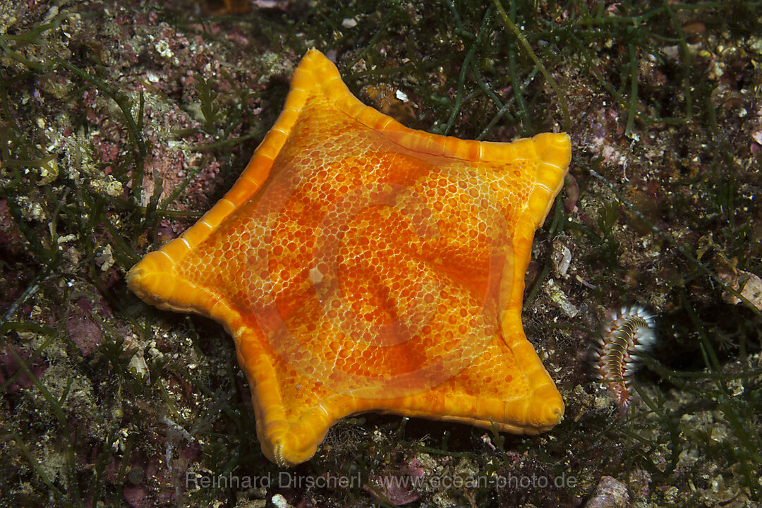 Fuenfeck-Seestern, Asterina gibbosa, Insel Vis, Mittelmeer, Kroatien