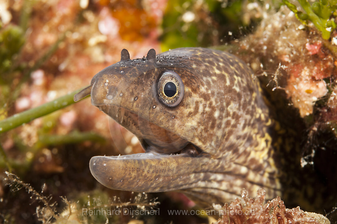 Mediterranean Moray, Muraena helena, Vis Island, Mediterranean Sea, Croatia