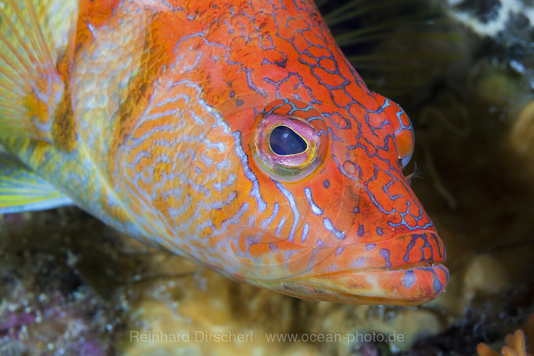 Schriftbarsch, Serranus scriba, Insel Vis, Mittelmeer, Kroatien