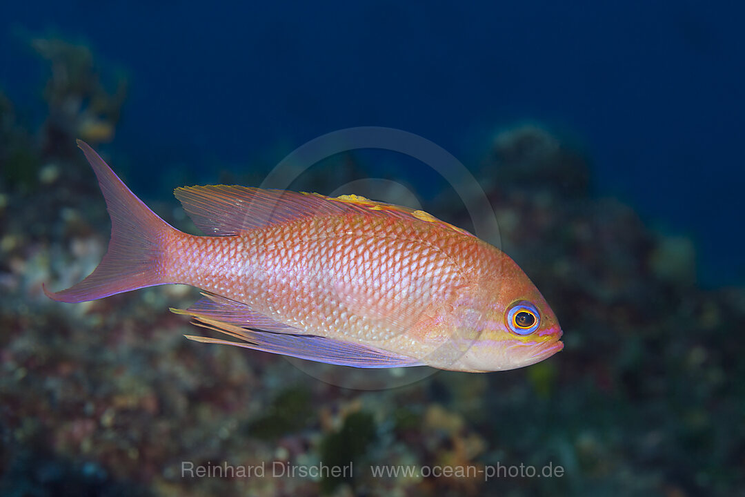 Mittelmeer-Fahnenbarsch, Anthias anthias, Insel Vis, Mittelmeer, Kroatien