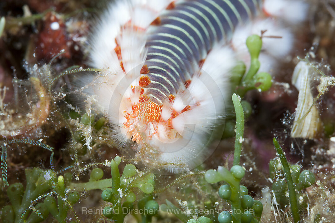 Fireworm, Hermodice carunculata, Vis Island, Mediterranean Sea, Croatia