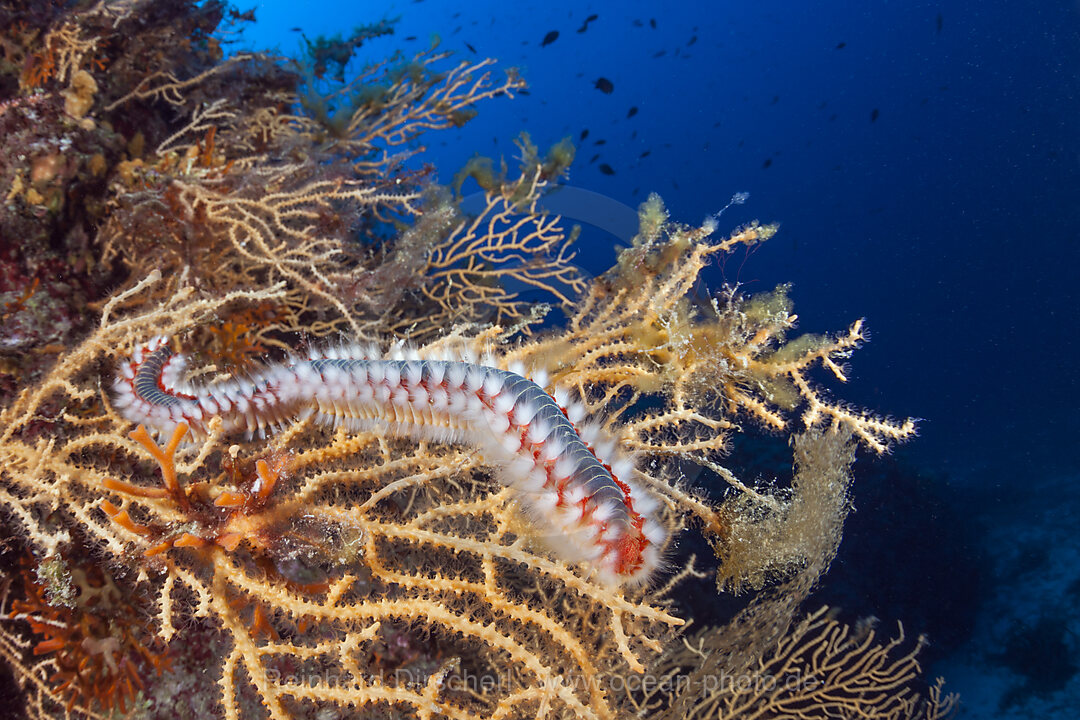 Fireworm, Hermodice carunculata, Vis Island, Mediterranean Sea, Croatia