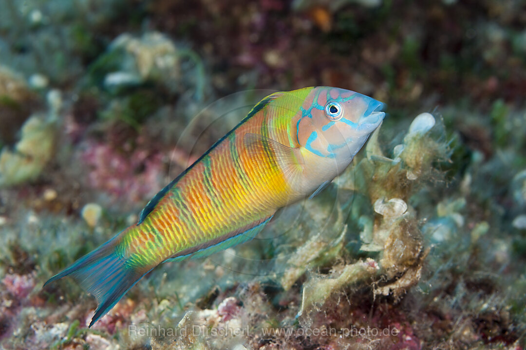 Meerpfau Weibchen, Thalassoma pavo, Insel Vis, Mittelmeer, Kroatien