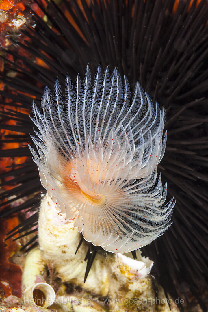 Kalkroehrenwurm, Protula spec., Insel Vis, Mittelmeer, Kroatien