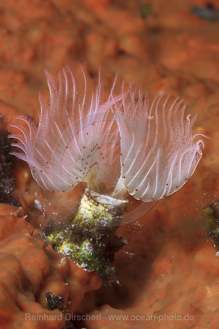 Kalkroehrenwurm, Protula spec., Insel Vis, Mittelmeer, Kroatien