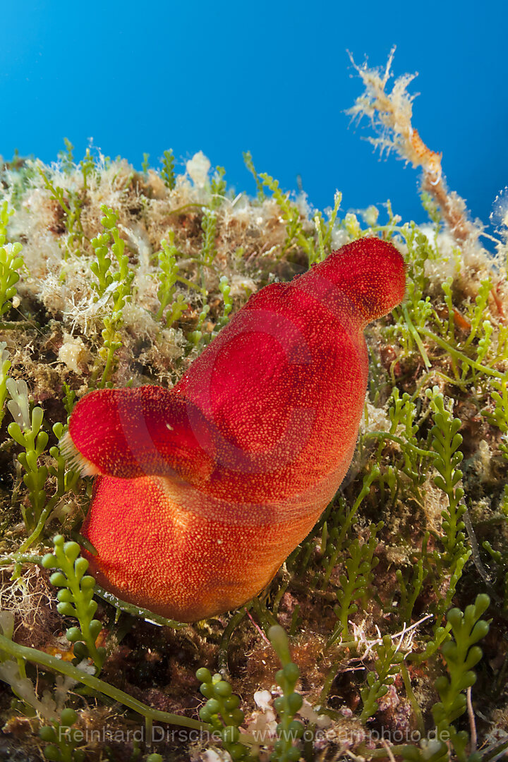 Rote Seescheide, Halocynthia papillosa, Insel Vis, Mittelmeer, Kroatien