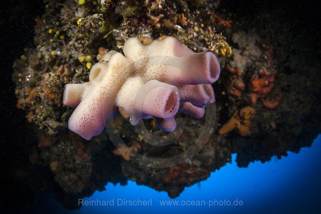 Mittelmeer-Zylinderschwamm, Rosa Röhrenschwamm, Haliclona mediterranea, Insel Vis, Mittelmeer, Kroatien