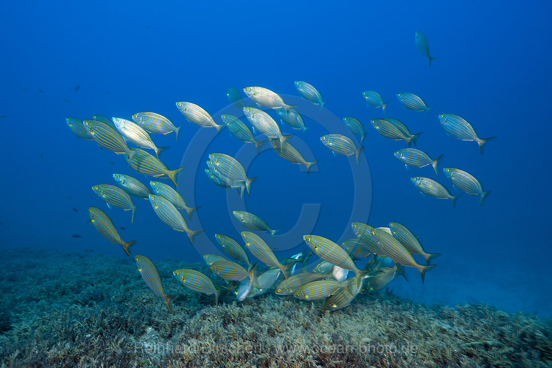 Schwarm Goldstriemen, Sarpa salpa, Insel Vis, Mittelmeer, Kroatien