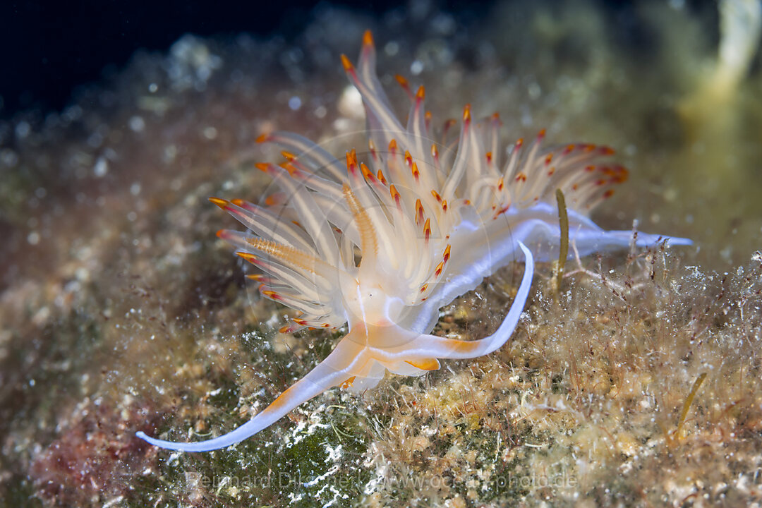 Grosse Orangerote Fadenschnecke, Godiva banyulensis, Insel Vis, Mittelmeer, Kroatien