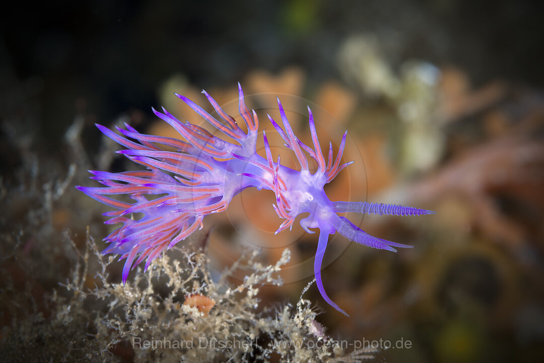 Violette Fadenschnecke, Flabellina affinis, Insel Vis, Mittelmeer, Kroatien