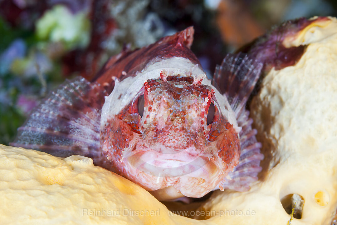 Kleiner Roter Drachenkopf, Scorpaena notata, Insel Vis, Mittelmeer, Kroatien