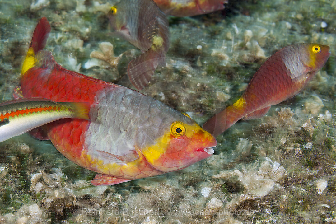 Seepapagei Weibchen, Sparisoma cretense, Insel Vis, Mittelmeer, Kroatien