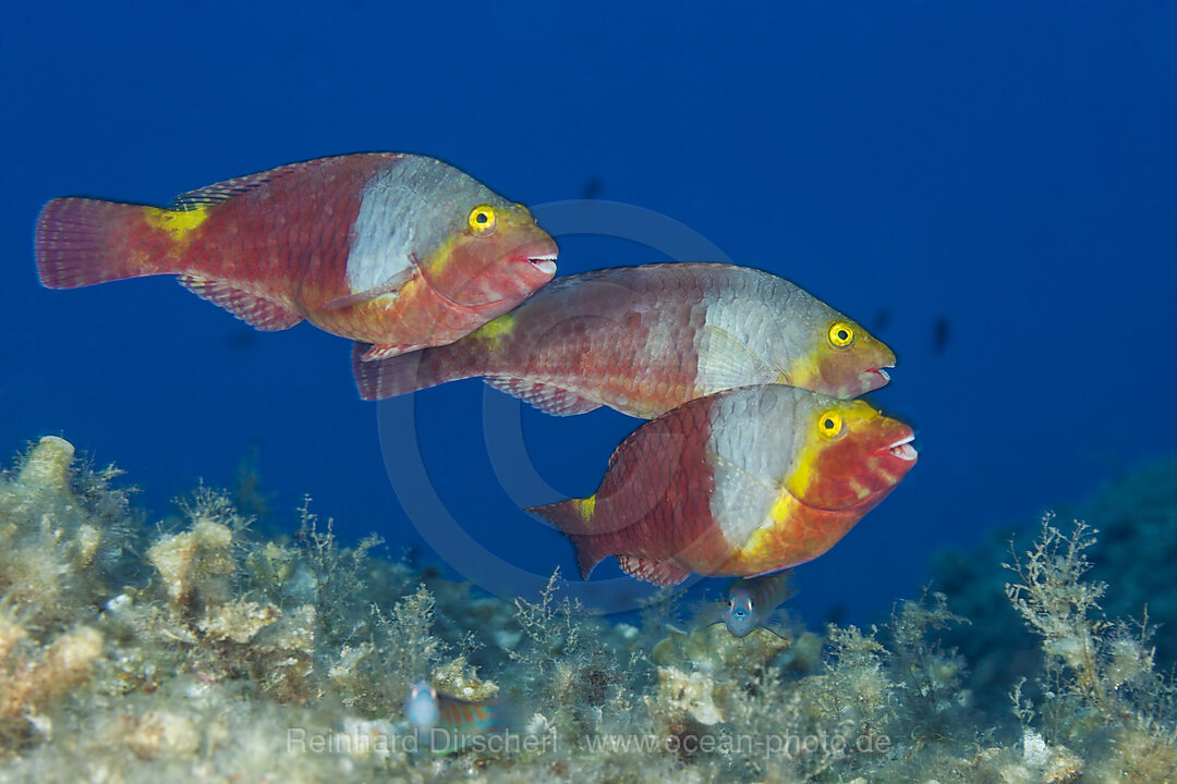 Female Mediterranean Parrotfish, Sparisoma cretense, Vis Island, Mediterranean Sea, Croatia