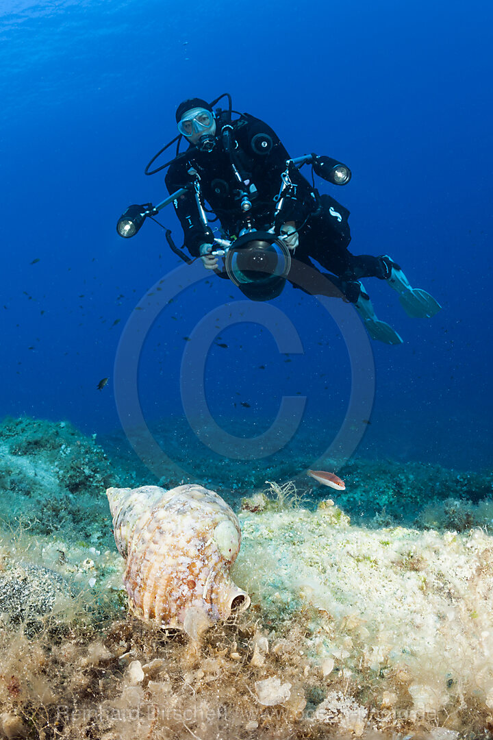 Taucher findet Tritonshorn, Charonia lampas, Insel Vis, Mittelmeer, Kroatien