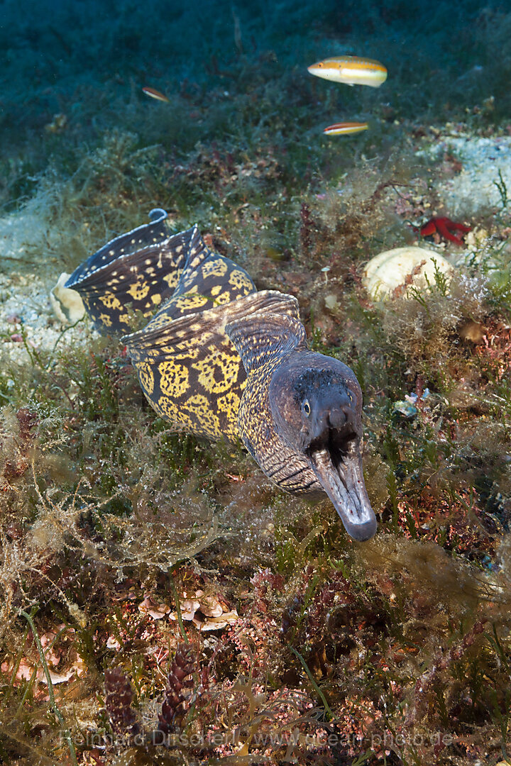 Mediterranean Moray, Muraena helena, Vis Island, Mediterranean Sea, Croatia