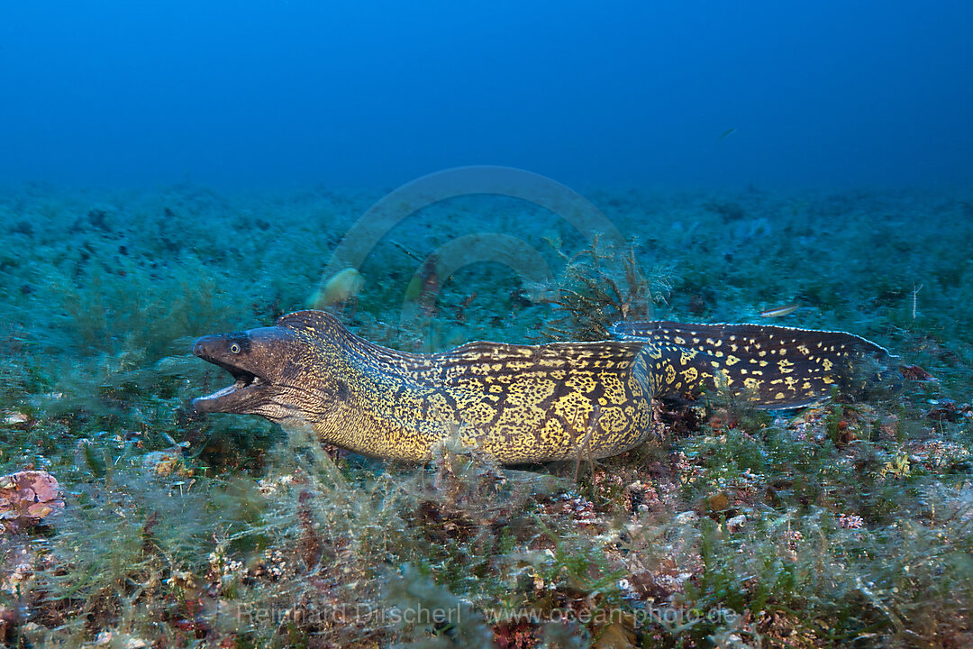 Mediterranean Moray, Muraena helena, Vis Island, Mediterranean Sea, Croatia