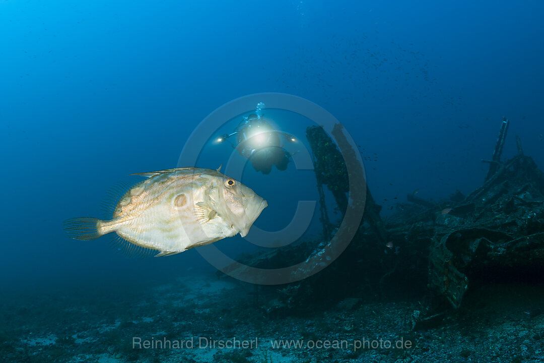 Taucher und Heringskoenig, Zeus Faber, Insel Vis, Mittelmeer, Kroatien