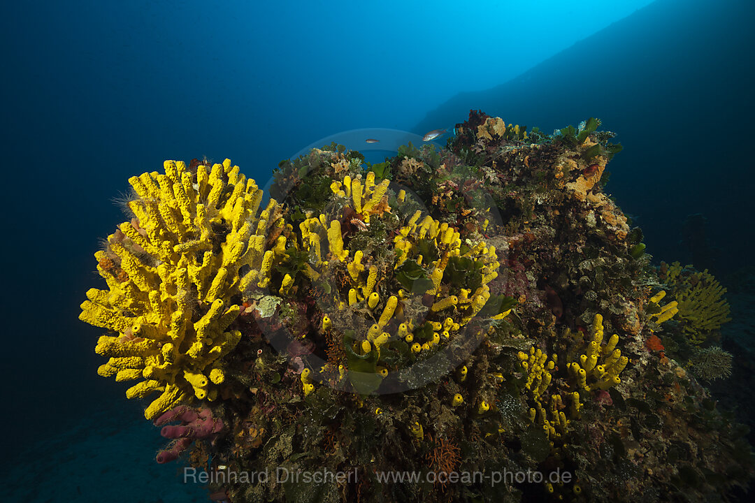 Goldschwamm am Wrack Vassillios T, Verongia aerophoba, Insel Vis, Mittelmeer, Kroatien