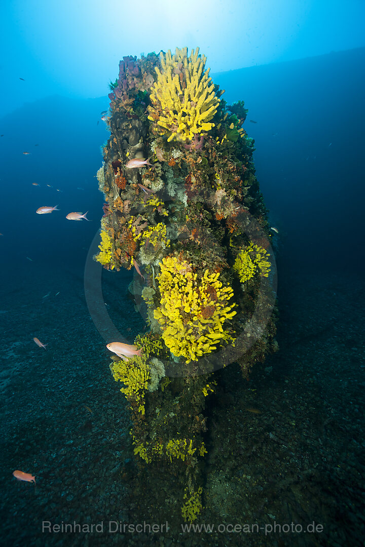 Golden Sponge at Wreck Vassilios T, Verongia aerophoba, Vis Island, Mediterranean Sea, Croatia