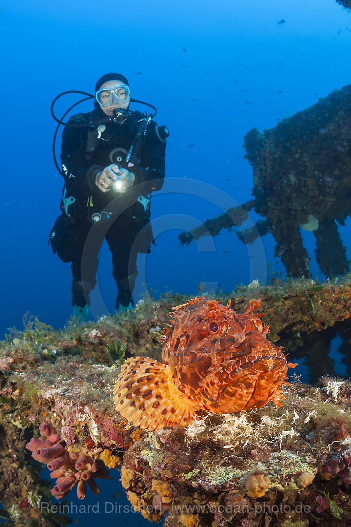 Taucher findet Grossen Roten Drachenkopf am Vassilios Wrack, Scorpaena scrofa, Insel Vis, Mittelmeer, Kroatien