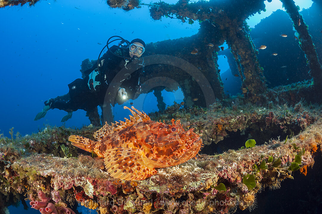 Taucher findet Grossen Roten Drachenkopf am Vassilios Wrack, Scorpaena scrofa, Insel Vis, Mittelmeer, Kroatien