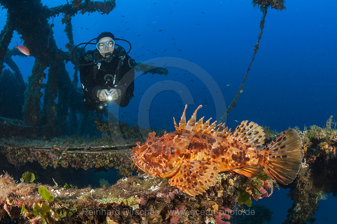 Scuba Diver finds Red Scorpionfish at Vassilios Wreck, Scorpaena scrofa, Vis Island, Mediterranean Sea, Croatia